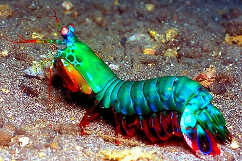 d842d-mantis-shrimp_0.jpg